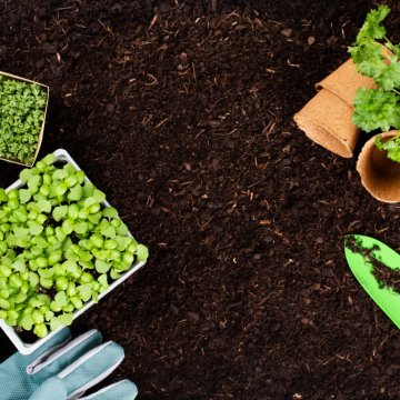 plants and tools on some brown potting soil in a garden 